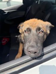 Shelter Stray Unknown Dog last seen Near Briarwood Rd, ATLANTA, GA, 30319, 30319, GA, 3280 Chamblee Dunwoody Rd, Chamblee, GA 30341, USA
