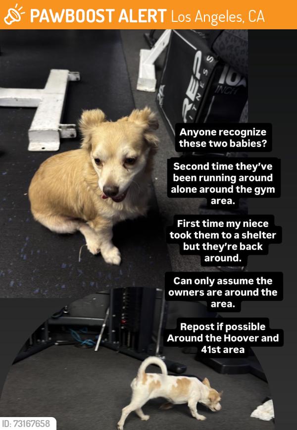 Found/Stray Female Dog last seen Hoover, Los Angeles, CA 90037