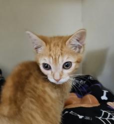 Shelter Stray Female Cat last seen Near Peachtree Industrial Blvd, Atlanta, GA 30360, 30360, GA, 3280 Chamblee Dunwoody Rd, Chamblee, GA 30341, USA