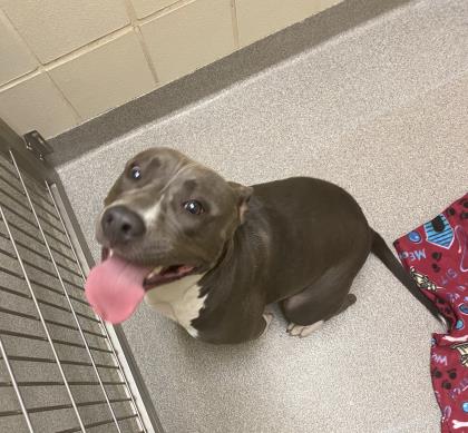 Shelter Stray Female Dog last seen HSSM Property, HSSM Property, MS, 2615 25th Ave, Gulfport, MS 39501, USA