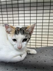 Shelter Stray Female Cat last seen Near Saylors Ford Rd, Knox County ASO, TN, 3201 Division St, Knoxville, TN 37919, USA