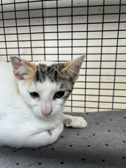Shelter Stray Female Cat last seen Near Saylors Ford Rd, Knox County ASO, TN, 3201 Division St, Knoxville, TN 37919, USA