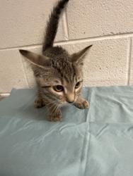 Shelter Stray Male Cat last seen Near Clinch Ave, Knox County GP, TN, 3201 Division St, Knoxville, TN 37919, USA