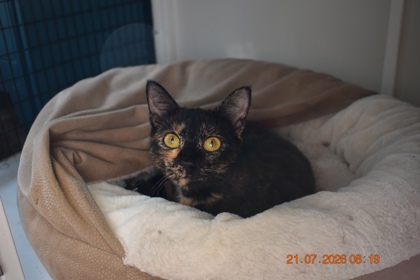 Shelter Stray Female Cat last seen downtown, City of Alvarado, TX, 602 S Pkwy Dr, Alvarado, TX 76009, USA