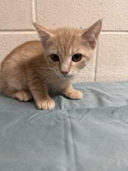 Shelter Stray Male Cat last seen Near Clinch Ave, Knox County GP, TN, 3201 Division St, Knoxville, TN 37919, USA