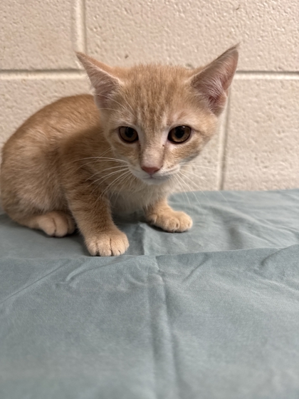 Shelter Stray Male Cat last seen Near Clinch Ave, Knox County GP, TN, 3201 Division St, Knoxville, TN 37919, USA
