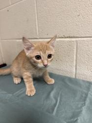 Shelter Stray Female Cat last seen Near Clinch Ave, Knox County GP, TN, 3201 Division St, Knoxville, TN 37919, USA