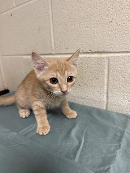 Shelter Stray Female Cat last seen Near Clinch Ave, Knox County GP, TN, 3201 Division St, Knoxville, TN 37919, USA