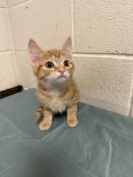 Shelter Stray Female Cat last seen Near Clinch Ave, Knox County GP, TN, 3201 Division St, Knoxville, TN 37919, USA