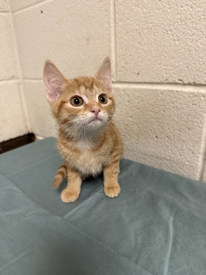 Shelter Stray Female Cat last seen Near Clinch Ave, Knox County GP, TN, 3201 Division St, Knoxville, TN 37919, USA