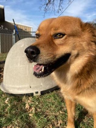 Shelter Stray Male Dog last seen Danieldale / Polk, Desoto, TX, 1150 E Pleasant Run Rd, Cedar Hill, TX 75104, USA
