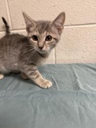 Shelter Stray Female Cat last seen Near Clinch Ave, Knox County GP, TN, 3201 Division St, Knoxville, TN 37919, USA