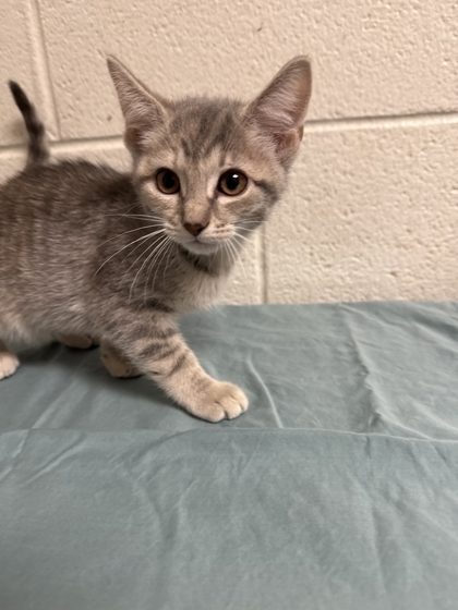 Shelter Stray Female Cat last seen Near Clinch Ave, Knox County GP, TN, 3201 Division St, Knoxville, TN 37919, USA