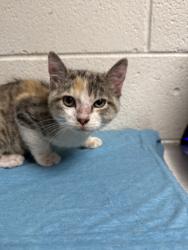 Shelter Stray Female Cat last seen Near Parkside Dr, Knox County GP, TN, 3201 Division St, Knoxville, TN 37919, USA