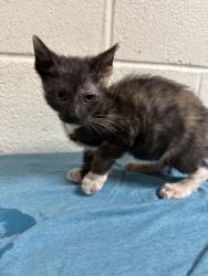 Shelter Stray Female Cat last seen Near Parkside Dr, Knox County GP, TN, 3201 Division St, Knoxville, TN 37919, USA