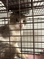Shelter Stray Unknown Cat last seen Near Zacharytown Rd, Knox County GP, TN, 3201 Division St, Knoxville, TN 37919, USA