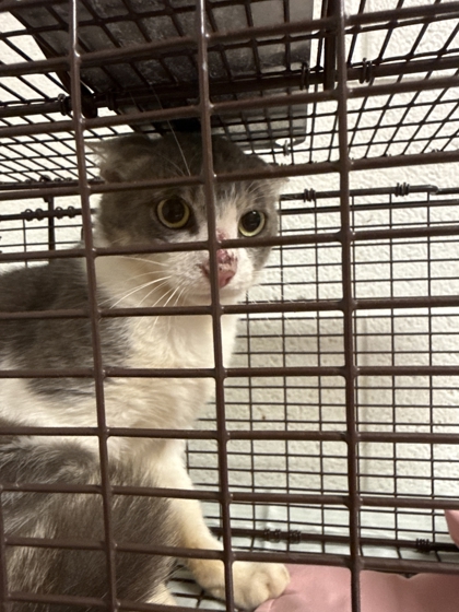 Shelter Stray Unknown Cat last seen Near Zacharytown Rd, Knox County GP, TN, 3201 Division St, Knoxville, TN 37919, USA