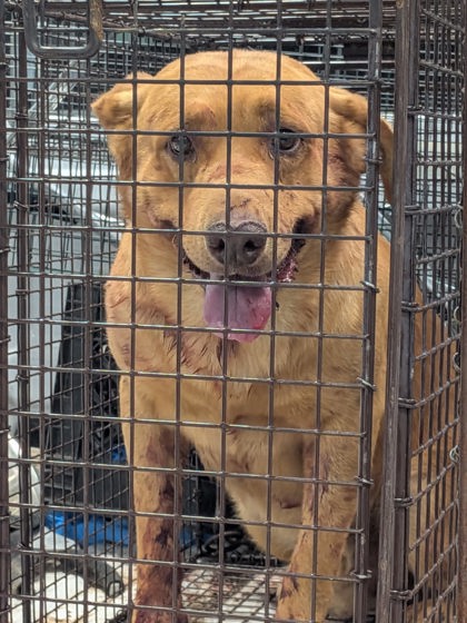 Shelter Stray Male Dog last seen Near Bernard Ave (BELEN ACO) BITE HOLD, Belen,, 1209 NM-314, Los Lunas, NM 87031, USA