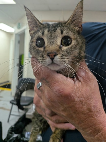 Shelter Stray Female Cat last seen Near Bernard (BELEN ACO), Belen,, 1209 NM-314, Los Lunas, NM 87031, USA