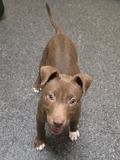 Shelter Stray Female Dog last seen Sierra College Blvd x Douglas Blvd., Roseville City, CA, 200 Tahoe Ave, Roseville, CA 95678, USA