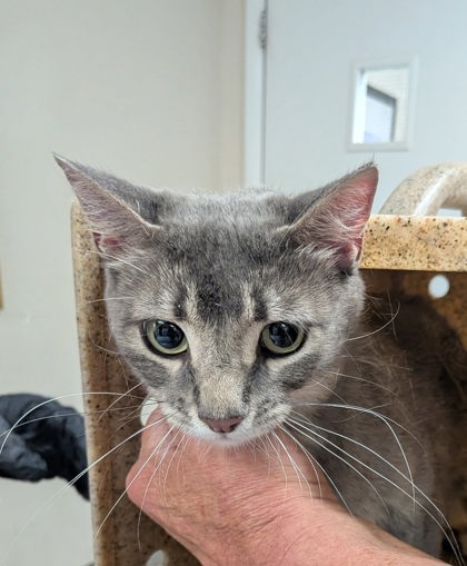 Shelter Stray Female Cat last seen Near Bernard (BELEN ACO), Belen,, 1209 NM-314, Los Lunas, NM 87031, USA