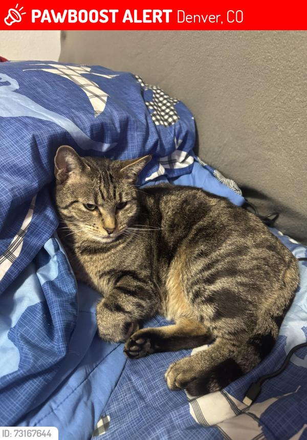 Lost Female Cat last seen Near Albrook Dr Denver, CO 80239 Estados Unidos, Denver, CO 80239