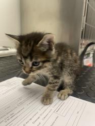 Shelter Stray Male Cat last seen Del Webb and Sun City Blvd, Roseville City, CA, 200 Tahoe Ave, Roseville, CA 95678, USA