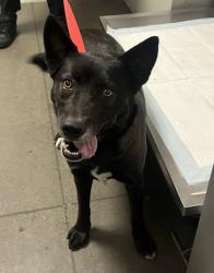Shelter Stray Female Dog last seen N Greenwood Ave & E Alamos Ave, Sanger Zone Fresno CO 4 93657, CA, 1510 W Dan Ronquillo Dr, Fresno, CA 93706, USA