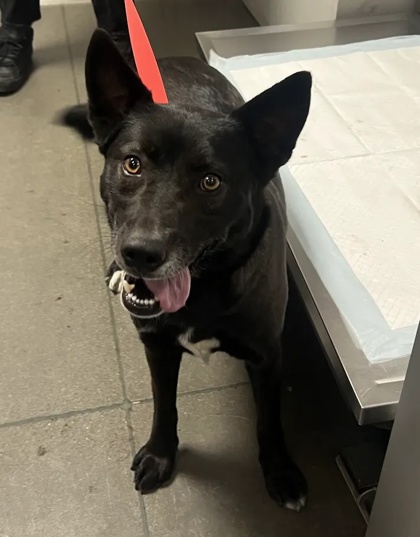 Shelter Stray Female Dog last seen N Greenwood Ave & E Alamos Ave, Sanger Zone Fresno CO 4 93657, CA, 1510 W Dan Ronquillo Dr, Fresno, CA 93706, USA