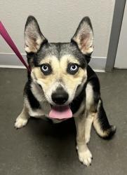 Shelter Stray Female Dog last seen N Greenwood Ave & E Alamos Ave, Sanger Zone Fresno CO 4 93657, CA, 1510 W Dan Ronquillo Dr, Fresno, CA 93706, USA