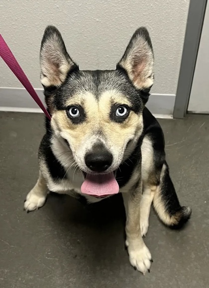 Shelter Stray Female Dog last seen N Greenwood Ave & E Alamos Ave, Sanger Zone Fresno CO 4 93657, CA, 1510 W Dan Ronquillo Dr, Fresno, CA 93706, USA