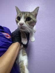 Shelter Stray Male Cat last seen Near Monta ave, CITY of El Paso, TX, 5001 Fred Wilson Ave, El Paso, TX 79906, USA