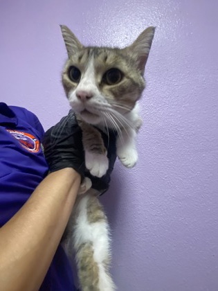 Shelter Stray Male Cat last seen Near Monta ave, CITY of El Paso, TX, 5001 Fred Wilson Ave, El Paso, TX 79906, USA