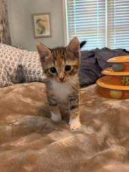 Shelter Stray Female Cat last seen Near Spellman rd, 21225, MD, 301 Stockholm St, Baltimore, MD 21230, USA