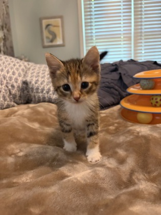 Shelter Stray Female Cat last seen Near Spellman rd, 21225, MD, 2490 Giles Rd, Baltimore, MD 21225, USA
