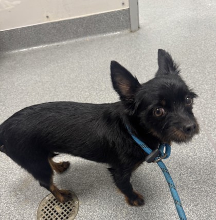 Shelter Stray Male Dog last seen Near Haggard Rd, Sevier County ACO, TN, 1008 Old Knoxville Hwy, Sevierville, TN 37862, USA