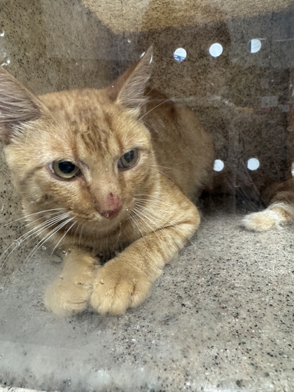 Shelter Stray Male Cat last seen Near Bent Rd, Sevier County ACO, TN, 1008 Old Knoxville Hwy, Sevierville, TN 37862, USA
