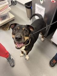 Shelter Stray Male Dog last seen Seattle Animal Shelter, Seattle, WA, 2061 15th Ave W, Seattle, WA 98119, USA