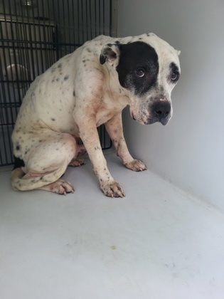 Shelter Stray Male Dog last seen Near dollar mill rd, Atlanta, GA, 1251 Fulton Industrial Blvd NW, Atlanta, GA 30336, USA