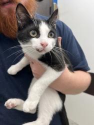Shelter Stray Male Cat last seen Near Flat Shoals RD, Union City, GA, 1251 Fulton Industrial Blvd NW, Atlanta, GA 30336, USA