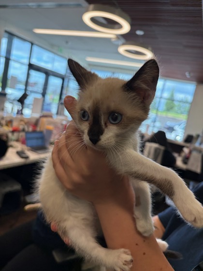 Shelter Stray Male Cat last seen Near Argonne Ave. NE, Atlanta, GA, 1251 Fulton Industrial Blvd NW, Atlanta, GA 30336, USA