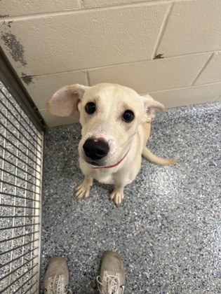 Shelter Stray Female Dog last seen GREENWELLSPRINGS RD/WASHINGTON AVE, 70806, LA, 2550 Gourrier Ave, Baton Rouge, LA 70820, USA