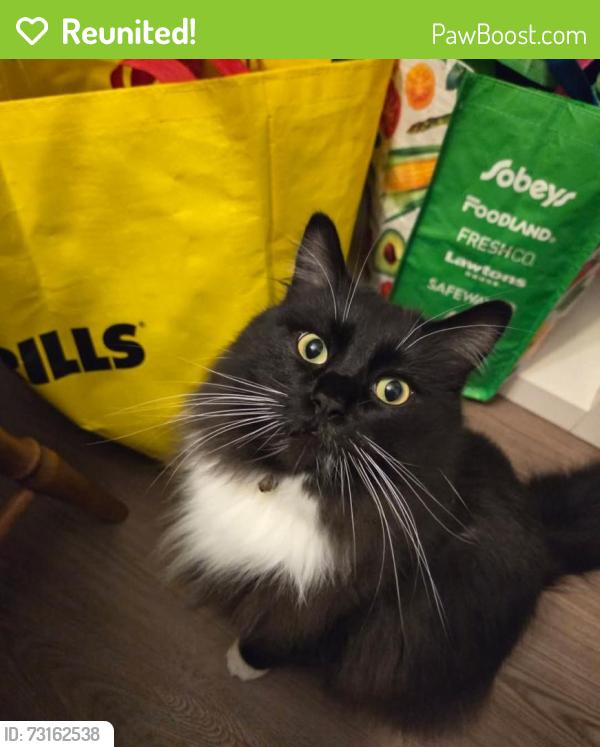 Reunited Male Cat last seen Vallyview Elementary, Calgary, AB T2B 1G7