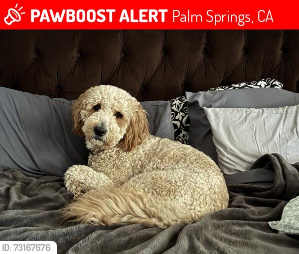 Lost Male Dog last seen Neighborhood, Palm Springs, CA 92262