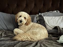 Lost Male Dog last seen Neighborhood, Palm Springs, CA 92262