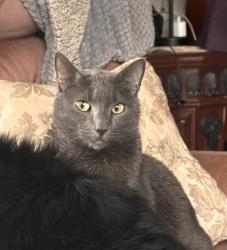 Reunited Female Cat last seen Willowdale, Luling, LA 70070