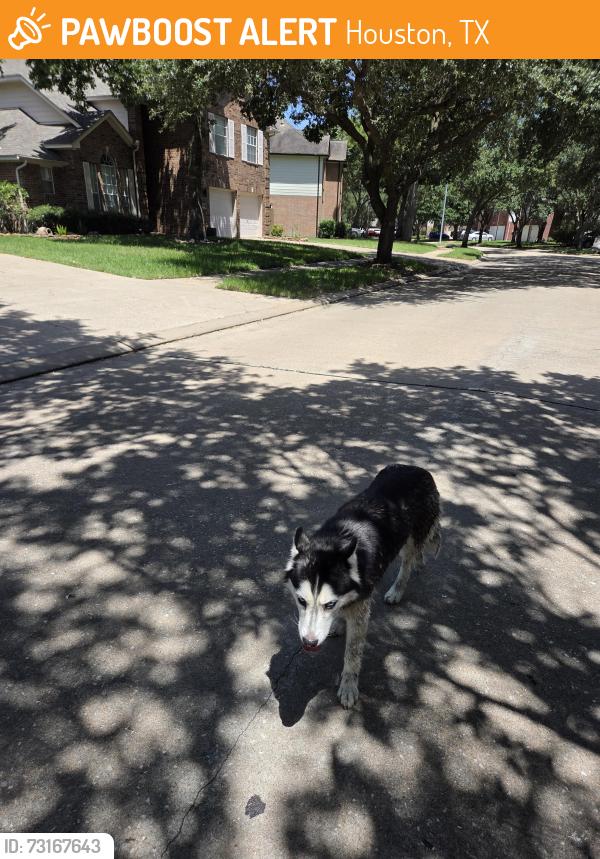 Found/Stray Unknown Dog last seen Stone Prarie and Stone Mallow, Houston, TX 77429
