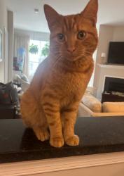 Found/Stray Male Cat last seen Hilltop & Rolling Roads, Catonsville, MD 21228