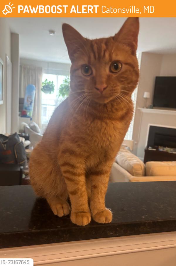 Found/Stray Male Cat last seen Hilltop & Rolling Roads, Catonsville, MD 21228