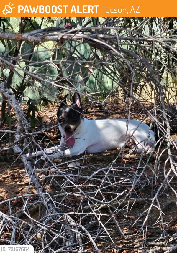 Found/Stray Male Dog last seen Irvington and South pantano, Tucson, AZ 85730